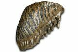 Gorgeous, Fossil Woolly Mammoth Upper M Molar - Poland #370385-1